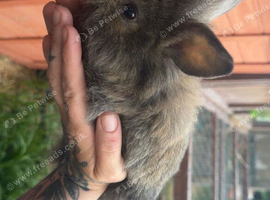 Baby rabbits