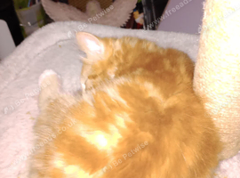 four kittens 12 old