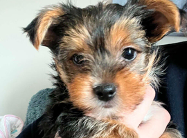 Beautiful Little Yorkie Boy **Ready Now**