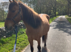Buckskin mare  14 2  professional broken last year turned away for winter need time spending to get her confidence based north staffs to stay local  c