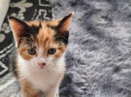 Beautiful female calico kitten available