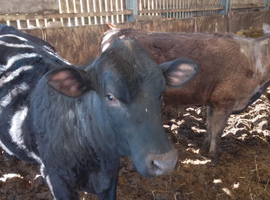 Private Sale, 2 young Heffers Both AA x BB