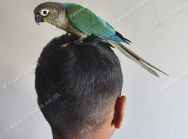 Super Friendly Cuddly Tame Parrot Blue