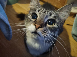 Female tabby girl