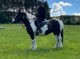 14.3hh safe cob