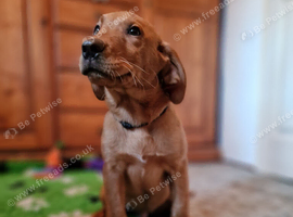 FANTASTIC FOX RED SPRINGADOR PUPPIES