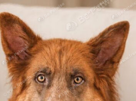 Isabella bitch 2 year old kc