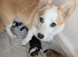 Gorgous dna clear pembs corgi pups