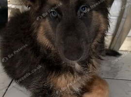 German shepard puppy girl 6 months old blue tan