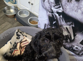 Puppy for sale