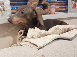 Miniature Daschund for stud only