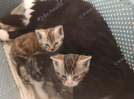 Male tabby and white kitten