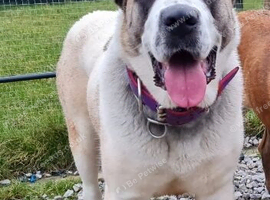 Female central asain shepherd
