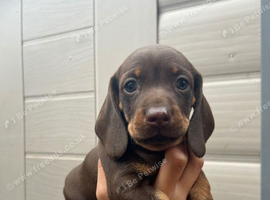 For sale chocolate 7weeks old boy