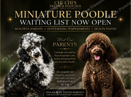 WAITING LIST Miniature Poodle puppies