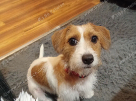 Female rough coated jack Russell
