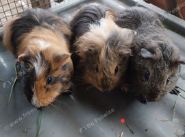 Guinea pigs for sale