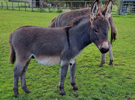 Miniature Donkey Jack Foal