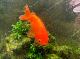 Xl goldfish