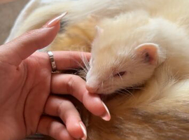 Ferret kits for sale (reserve)