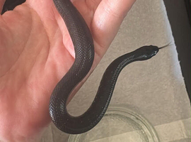 mexican black king snake