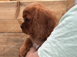 King Charles Cavalier Puppies