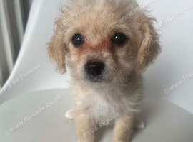 Cavapoochon x Cockerpoo