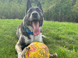 German Shepherd Cross Husky PLEASE read description first