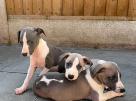 Beautiful whippet puppies