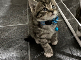 Kittens mixed breed