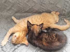 Two little kittens
