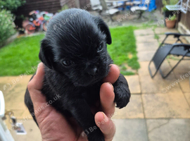 Pug zu's looking for forever homes