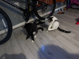 Cats for sale