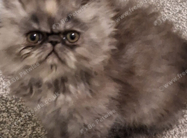 Stunning pure bred persian kittens bridgwater