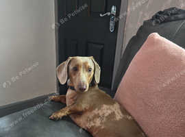 Isabella dapple dachshund for stud
