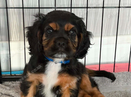 Beautiful cavalier king charles puppy