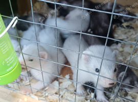 Ferrets for sale