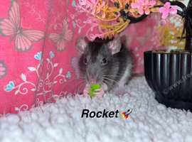 Beautiful mixed gender baby rats