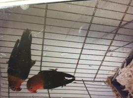 Pair of lovebirds