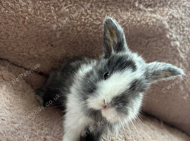 5 English Lop X Netherland Dwarf Babies