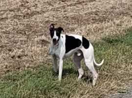 Whippet Stud in Lincolnshire