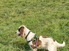 Sprocker spaniel girl