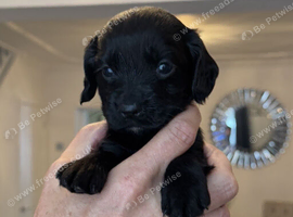 Working Cocker Spaniel Puppy