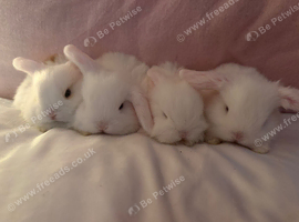 Dwarf mini lops