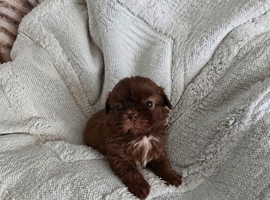 shih tzu karashishi