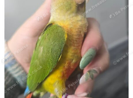 Pineapple conure