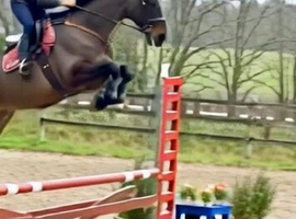 Mare in foal