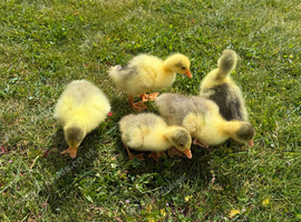 Embden and Embden/Sebastopol goslings