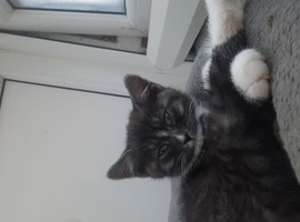 Tiger needs a loving home.  Vaccines included!