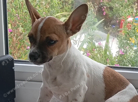 Jack Russell pup